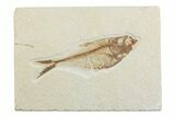 Detailed Fossil Fish (Diplomystus) - Wyoming #369508-1